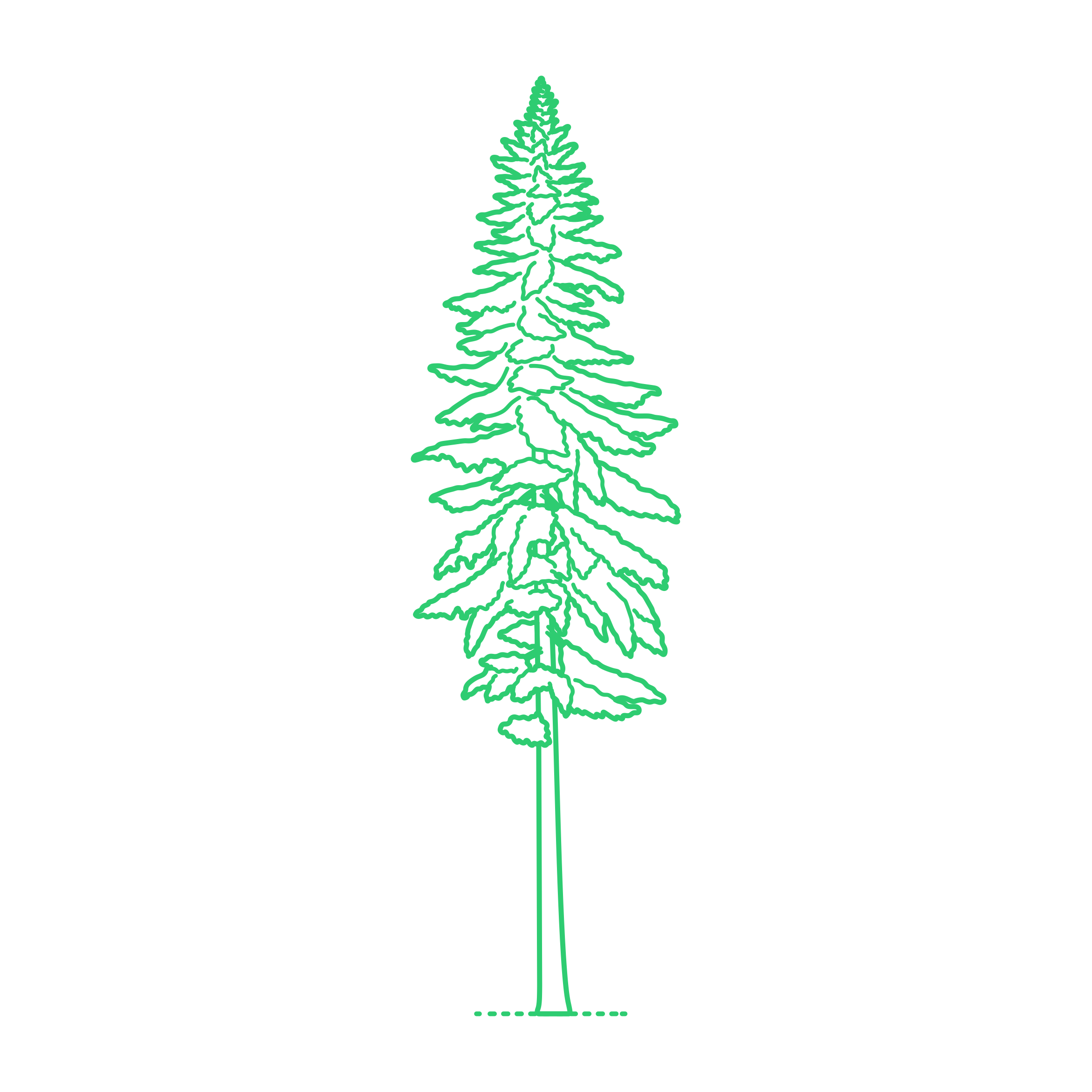 Plants Hemlocks Western Hemlock Sketch Svg Vector Free Vectors